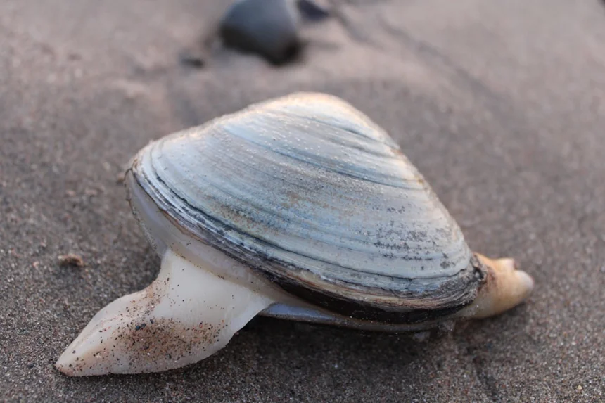 Clam