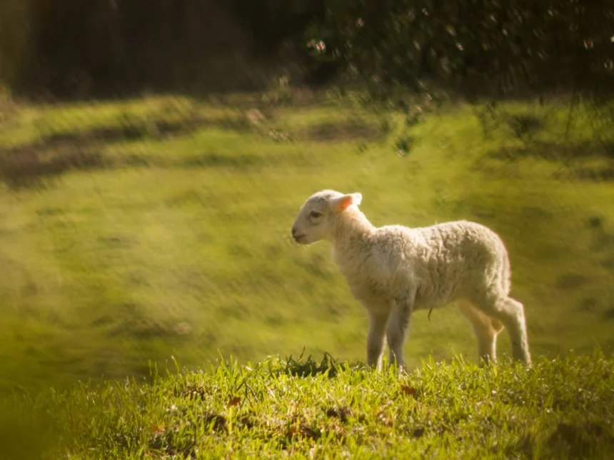 Lamb