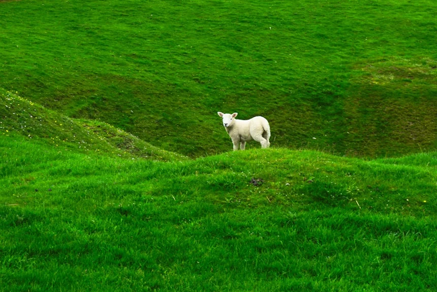 Lamb