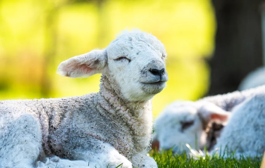 Lamb