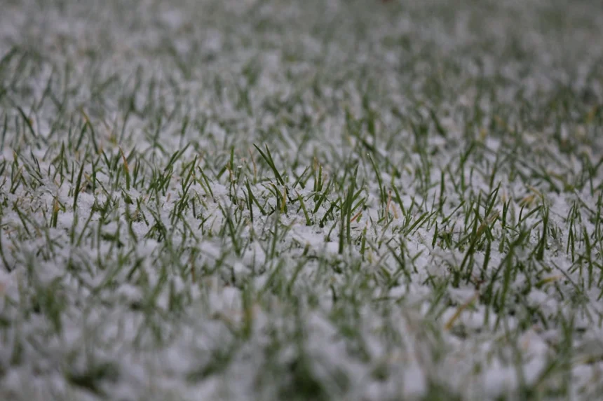 연어포케 인기 비결과 집에서 만들기