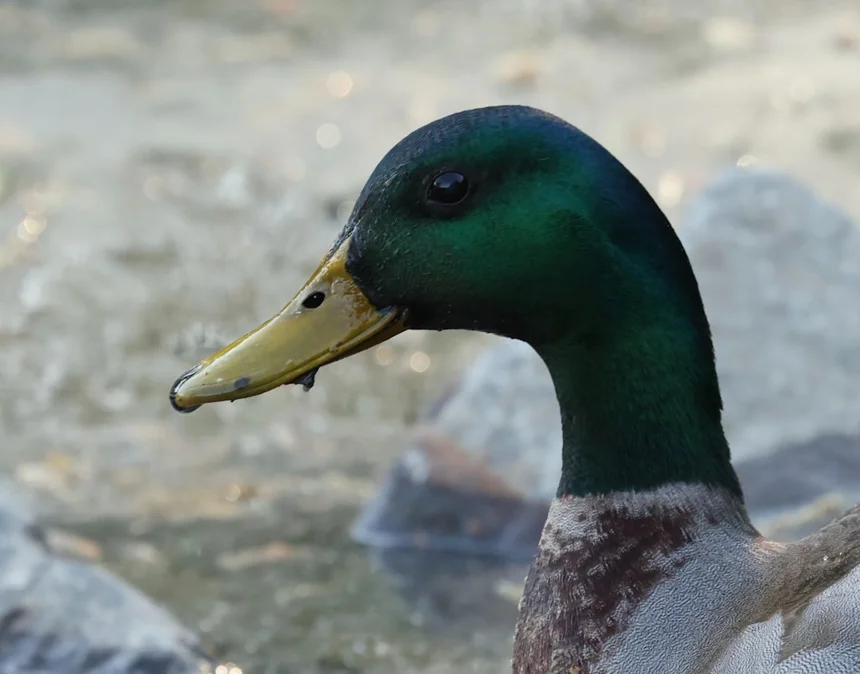 Smoked duck