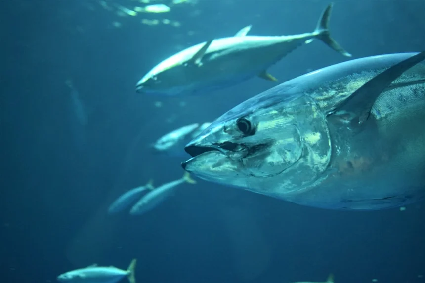 Tuna
